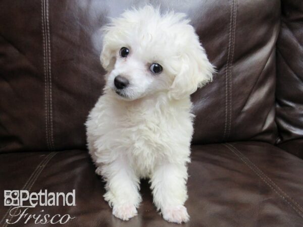 Poodle DOG Female White 26453 Petland Frisco, Texas