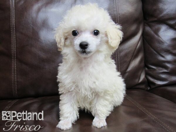 Poodle DOG Male White 26454 Petland Frisco, Texas