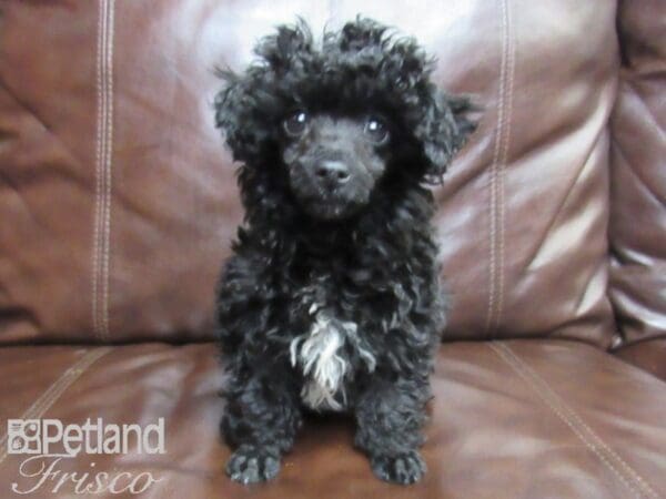 Poodle DOG Male Black 26455 Petland Frisco, Texas