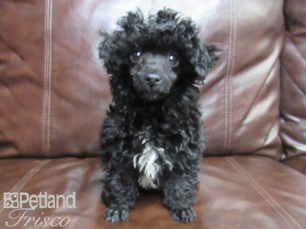 Poodle DOG Male Black 26455 Petland Frisco, Texas