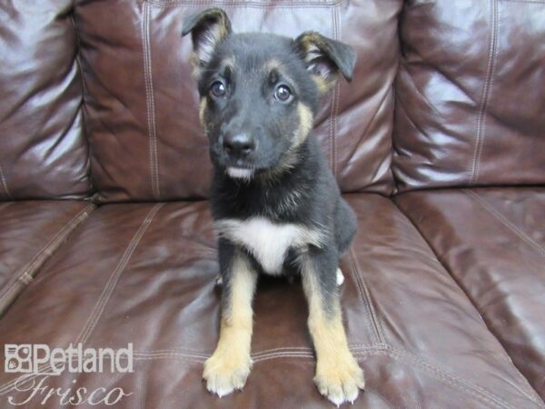 German Shepherd-DOG-Male-Black and Tan-26456-Petland Frisco, Texas