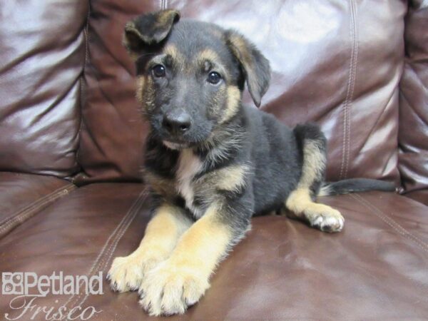 German Shepherd-DOG-Male-Black and Tan-26457-Petland Frisco, Texas