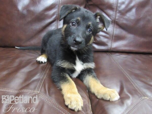 German Shepherd-DOG-Male-Black and Tan-26458-Petland Frisco, Texas