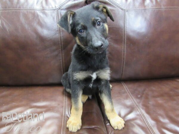 German Shepherd-DOG-Male-Black and Tan-26459-Petland Frisco & Mckinney, Texas