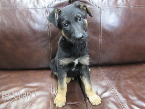 German Shepherd DOG Male Black and Tan 26459 Petland Frisco, Texas