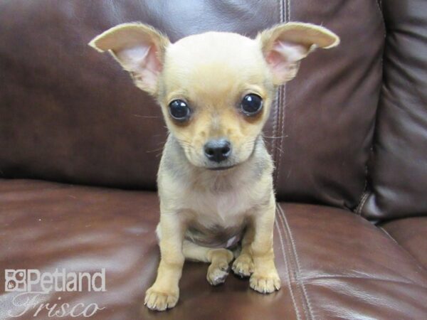 Chihuahua-DOG-Female-Fawn-26461-Petland Frisco & Mckinney, Texas