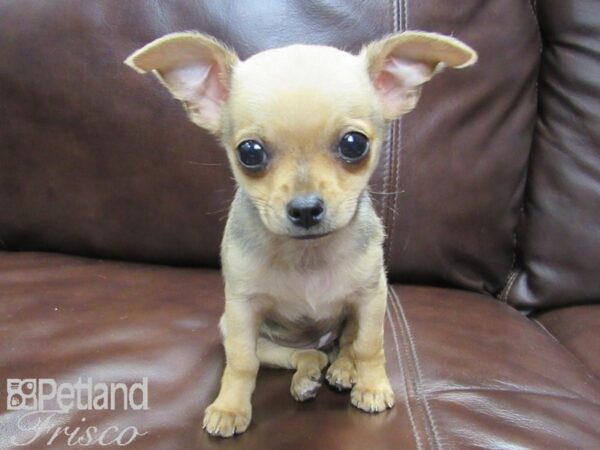 Chihuahua-DOG-Female-Fawn-26461-Petland Frisco, Texas