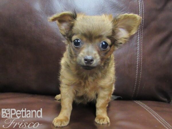 Chihuahua-DOG-Female-Red-26462-Petland Frisco & Mckinney, Texas