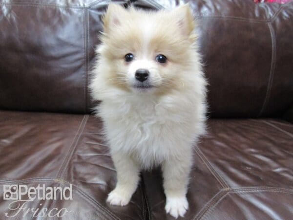 Pomeranian-DOG-Female-Cream-26465-Petland Frisco, Texas