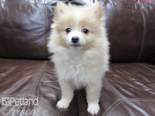 Pomeranian DOG Female Cream 26465 Petland Frisco, Texas