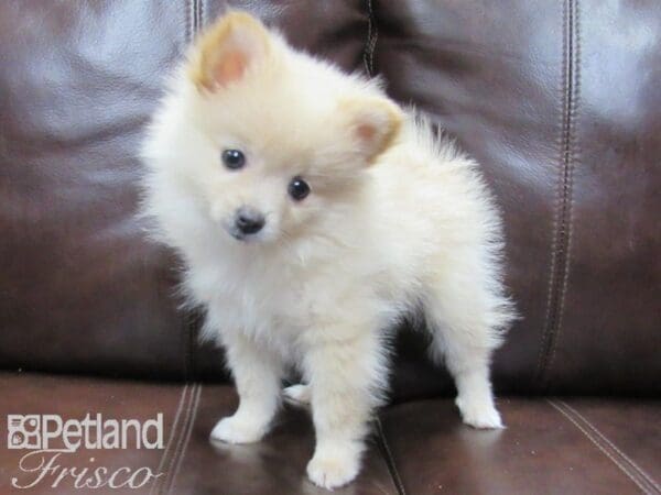 Pomeranian-DOG-Female-Cream-26466-Petland Frisco, Texas