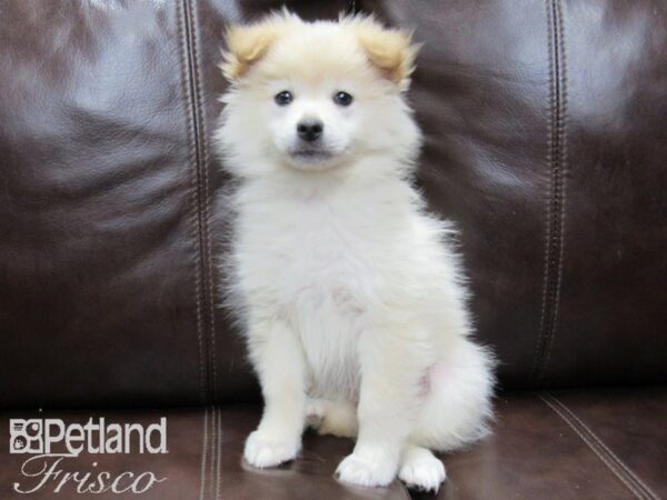 Pomeranian-DOG-Male-Cream-26467-Petland Frisco & Mckinney, Texas
