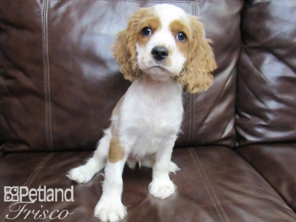 Cockalier DOG Male Blenheim 26468 Petland Frisco, Texas