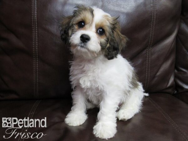 Cavachon DOG Female Sable and White 26469 Petland Frisco, Texas