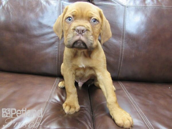 Dogue de Bordeaux DOG Male Red 26470 Petland Frisco, Texas