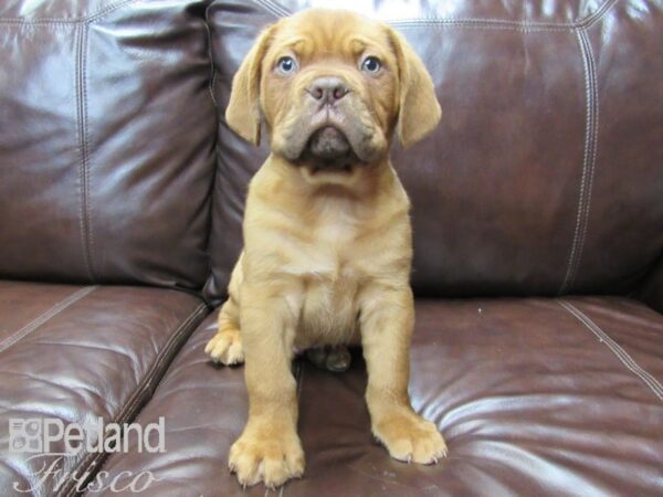 Dogue de Bordeaux DOG Male Red 26471 Petland Frisco, Texas