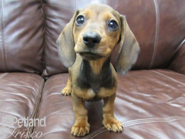 Dachshund DOG Female Red 26472 Petland Frisco, Texas