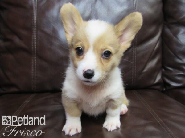 Pembroke Welsh Corgi DOG Female Red and White 26473 Petland Frisco, Texas