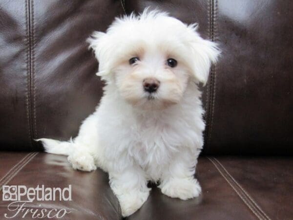 Maltese-DOG-Female-White-26474-Petland Frisco, Texas