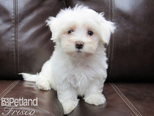 Maltese DOG Female White 26474 Petland Frisco, Texas