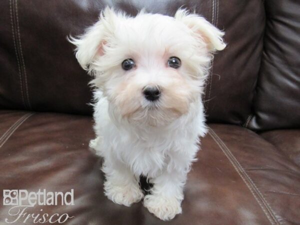 Maltese DOG Female White 26475 Petland Frisco, Texas