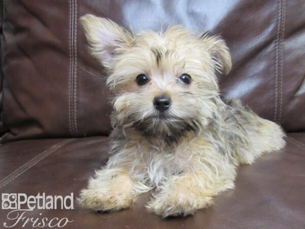 Morkie DOG Female Black and Tan 26476 Petland Frisco, Texas