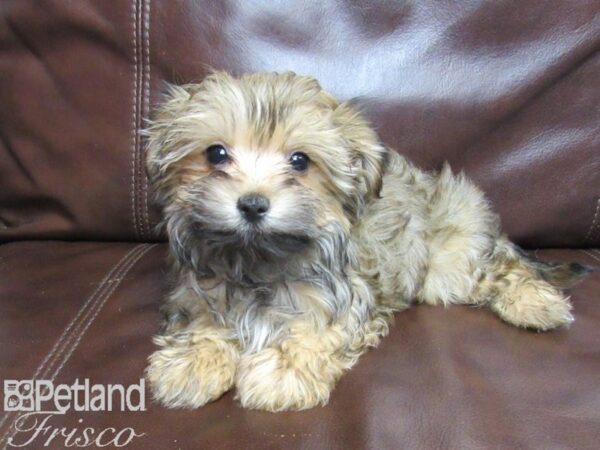 Morkie DOG Female Black and Tan 26477 Petland Frisco, Texas