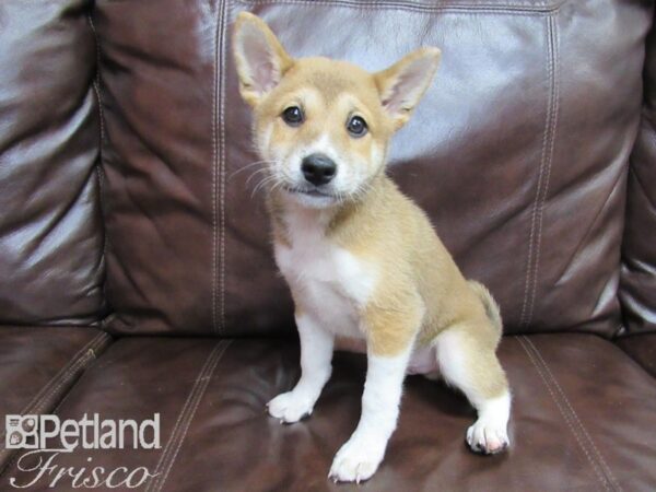 Shiba Inu DOG Male Red and White 26478 Petland Frisco & Mckinney, Texas