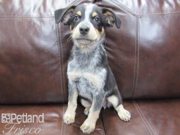 Texas Heeler DOG Female Black White and Tan 26479 Petland Frisco, Texas