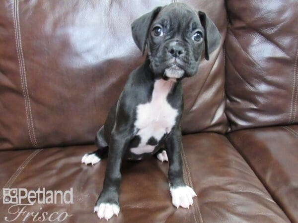 Boxer-DOG-Female-Black-26480-Petland Frisco, Texas