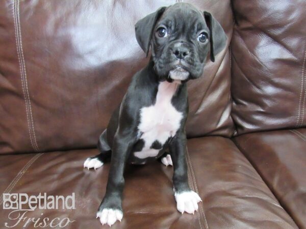 Boxer DOG Female Black 26480 Petland Frisco, Texas