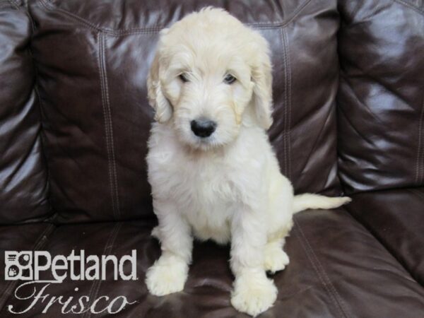 Goldendoodle DOG Female Golden 26482 Petland Frisco, Texas