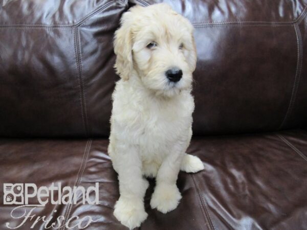 Goldendoodle DOG Female Golden 26483 Petland Frisco, Texas