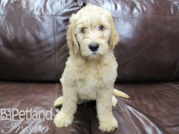 Goldendoodle DOG Male Golden 26484 Petland Frisco, Texas