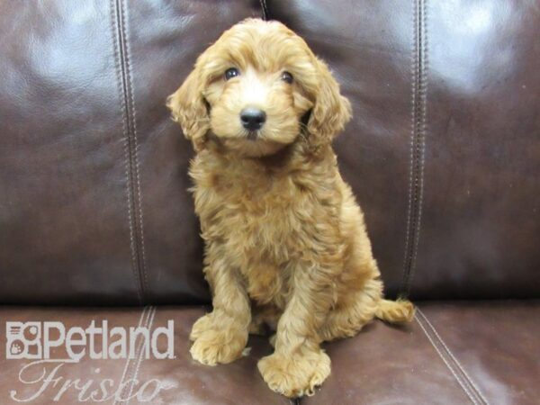 F1B Mini Goldendoodle DOG Male Red 26485 Petland Frisco, Texas