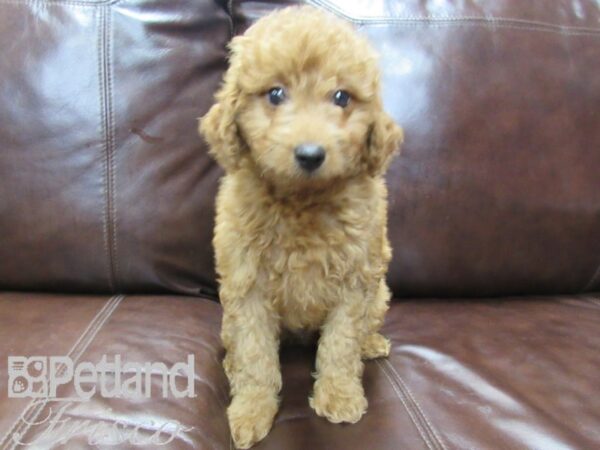 F1B Mini Goldendoodle DOG Male Red 26486 Petland Frisco, Texas