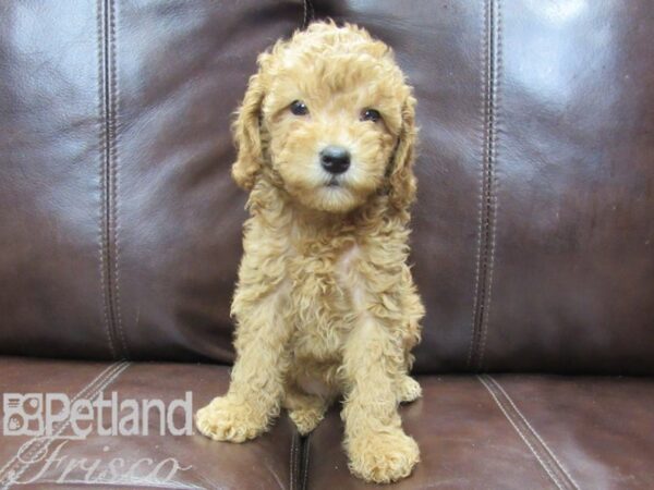 F1B Mini Goldendoodle DOG Female Red 26487 Petland Frisco, Texas