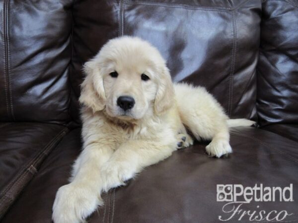 Goldendoodle DOG Male Golden 26488 Petland Frisco, Texas