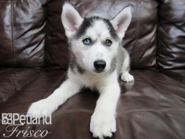 Siberian Husky-DOG-Female-Black & White-26489-Petland Frisco & Mckinney, Texas
