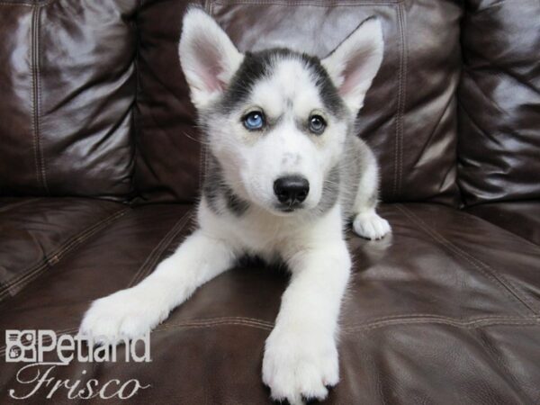 Siberian Husky-DOG-Female-Black & White-26489-Petland Frisco, Texas