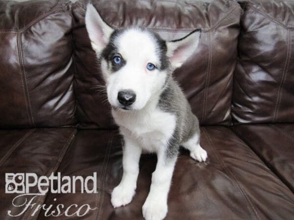 Siberian Husky DOG Male Black & White 26490 Petland Frisco, Texas