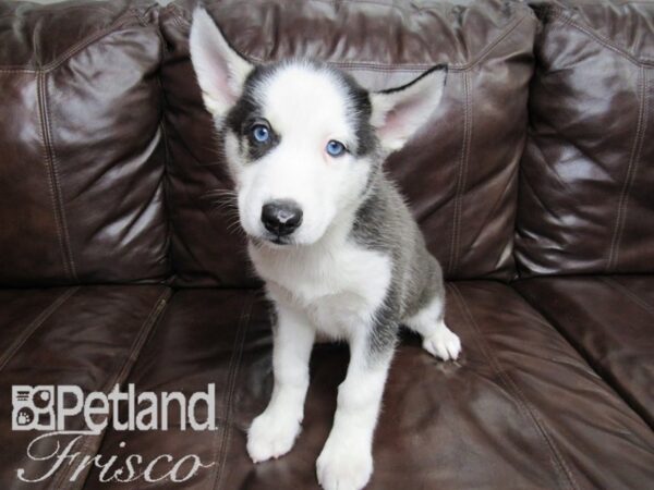 Siberian Husky-DOG-Male-Black & White-26490-Petland Frisco & Mckinney, Texas