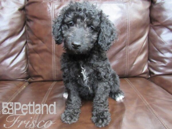 Mini Goldendoodle DOG Male Black & White 26491 Petland Frisco, Texas