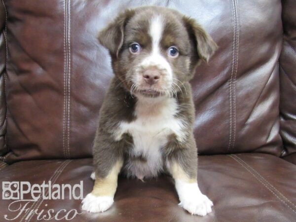 Miniature Australian Shepherd-DOG-Male-RED TRI-26492-Petland Frisco, Texas