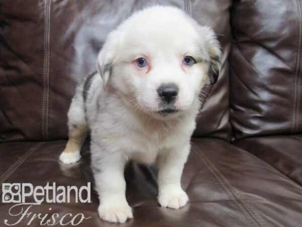 Miniature Australian Shepherd DOG Male BLUE MERLE 26493 Petland Frisco, Texas