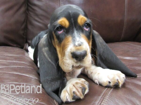 Basset Hound-DOG-Female-TRI-26495-Petland Frisco & Mckinney, Texas
