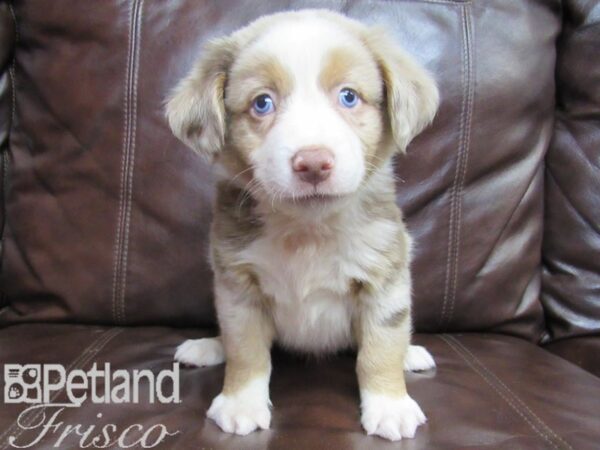 Miniature Australian Shepherd-DOG-Male-RED MERLE-26496-Petland Frisco & Mckinney, Texas