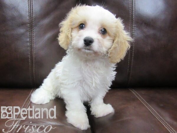 Cava Chon-DOG-Male-BLENHEIM-26497-Petland Frisco & Mckinney, Texas