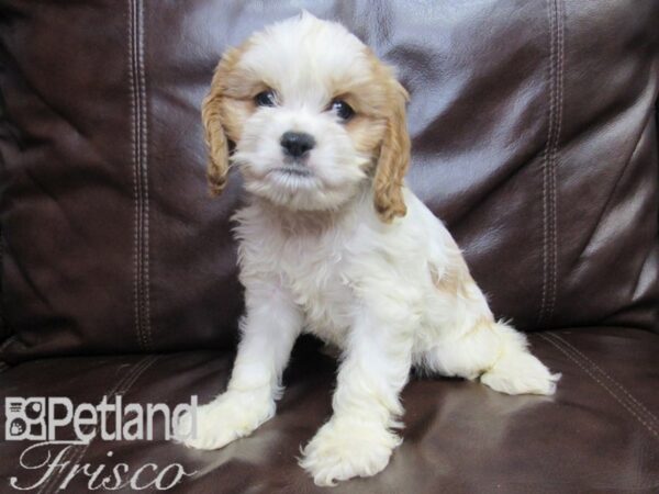 Cava Chon DOG Female BLENHEIM 26498 Petland Frisco, Texas