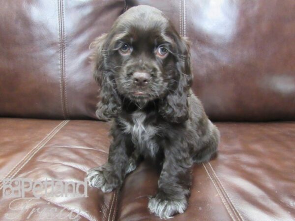 Cocker Spaniel DOG Female CHOC WHITE 26499 Petland Frisco, Texas